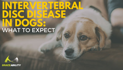 Intervertebral Disc Disease (IVDD) in Dogs: What to Expect